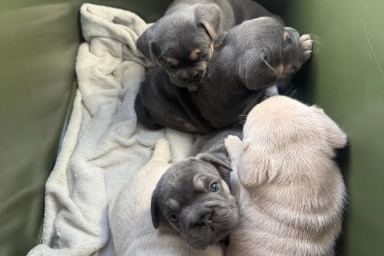 French Bulldog
