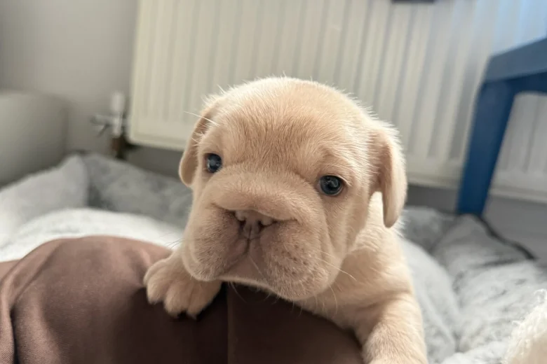 French Bulldog