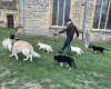 German Shepherd (Alsatian)