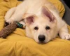 German Shepherd (Alsatian)