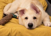 Puppy 3