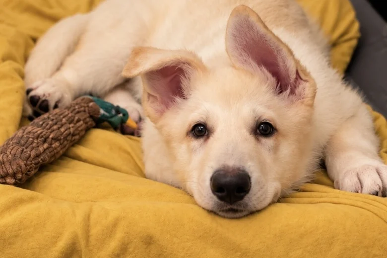German Shepherd (Alsatian)