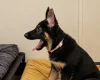 German Shepherd (Alsatian)
