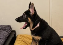 Puppy 6