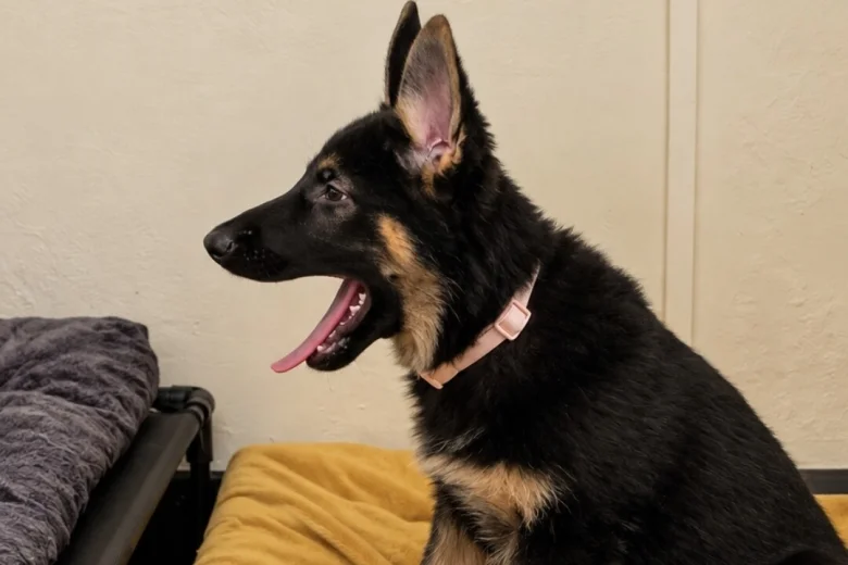 German Shepherd (Alsatian)