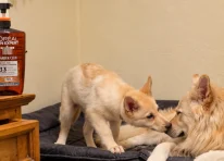 Puppy 7