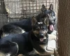 German Shepherd (Alsatian)