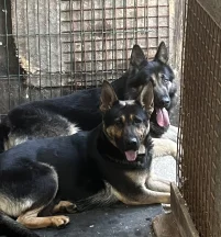 Zena