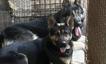 German Shepherd (Alsatian)