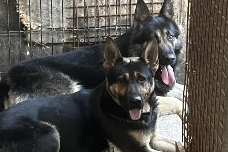 German Shepherd (Alsatian)