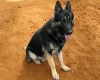 German Shepherd (Alsatian)