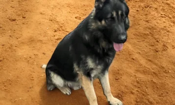 German Shepherd (Alsatian)