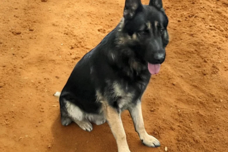 German Shepherd (Alsatian)