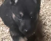 German Shepherd (Alsatian)