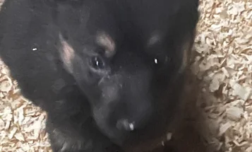 German Shepherd (Alsatian)