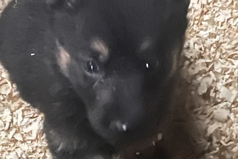 German Shepherd (Alsatian)