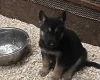 German Shepherd (Alsatian)
