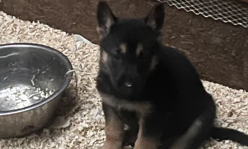 German Shepherd (Alsatian)