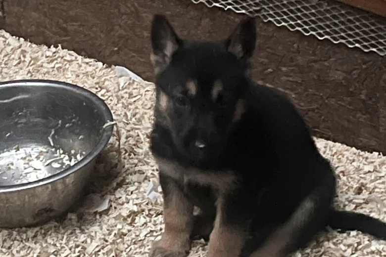 German Shepherd (Alsatian)