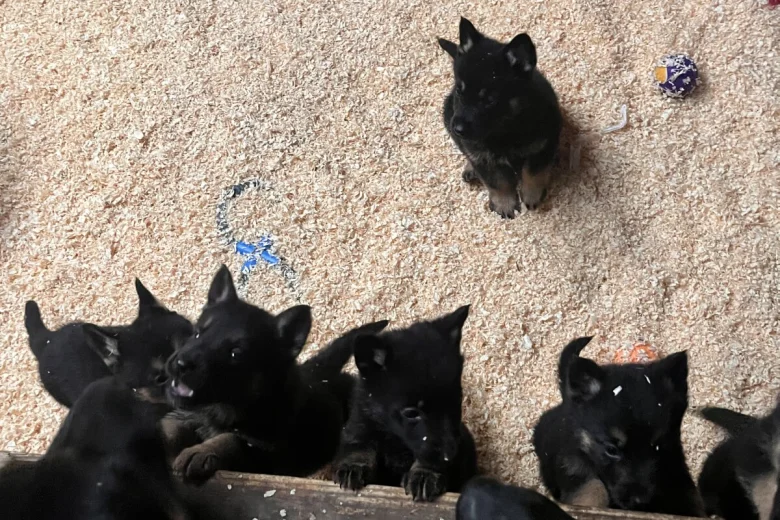German Shepherd (Alsatian)