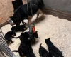 German Shepherd (Alsatian)