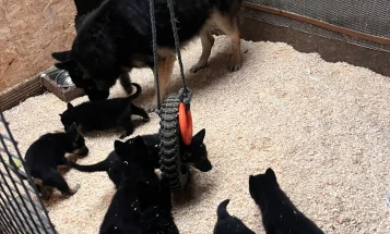 German Shepherd (Alsatian)
