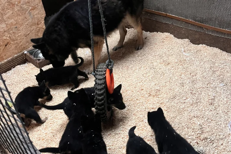 German Shepherd (Alsatian)