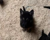 German Shepherd (Alsatian)