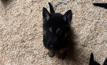 German Shepherd (Alsatian)