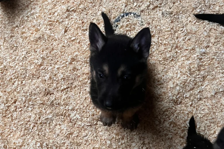 German Shepherd (Alsatian)