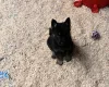 German Shepherd (Alsatian)