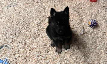 German Shepherd (Alsatian)