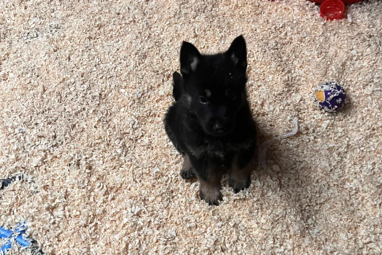 German Shepherd (Alsatian)
