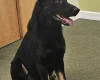German Shepherd (Alsatian)
