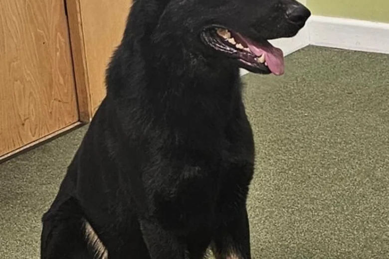 German Shepherd (Alsatian)