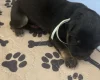 German Shepherd (Alsatian)