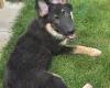 German Shepherd (Alsatian)
