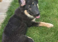 Puppy 1