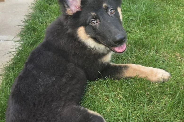 German Shepherd (Alsatian)