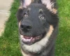 German Shepherd (Alsatian)