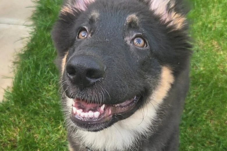 German Shepherd (Alsatian)