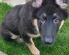German Shepherd (Alsatian)