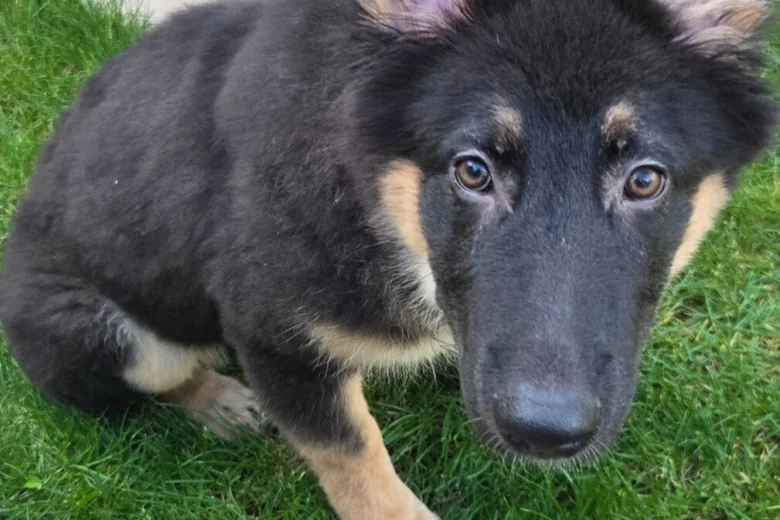 German Shepherd (Alsatian)