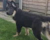 German Shepherd (Alsatian)