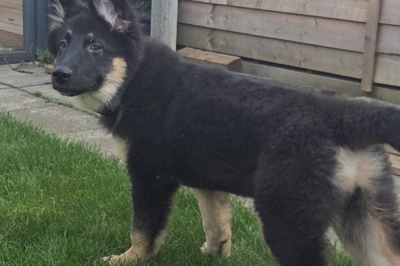 German Shepherd (Alsatian)