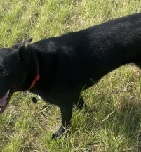 Nova
