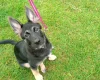 German Shepherd (Alsatian)