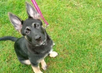 Puppy 1