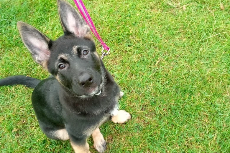 German Shepherd (Alsatian)