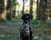 German Shorthaired Pointer